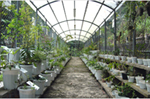 The Chinese herbal garden situated along the "Alumni Trail" is the largest one in Hong Kong